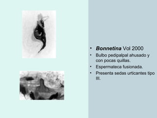 Taxonomia De Las Tarantulas Pwp