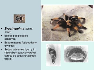 Taxonomia De Las Tarantulas Pwp