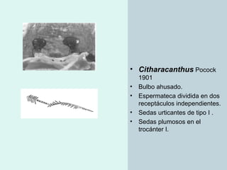 Taxonomia De Las Tarantulas Pwp