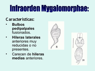 Taxonomia De Las Tarantulas Pwp