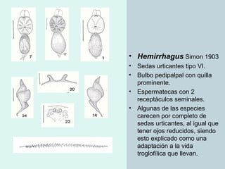 Taxonomia De Las Tarantulas Pwp
