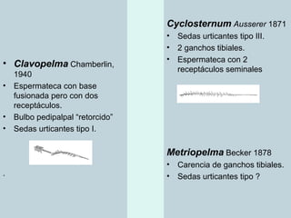 Taxonomia De Las Tarantulas Pwp