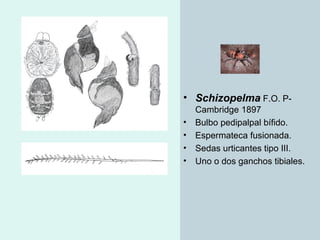 Taxonomia De Las Tarantulas Pwp