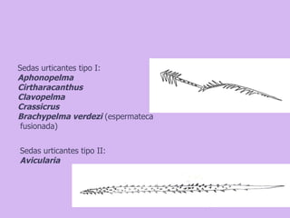 Taxonomia De Las Tarantulas Pwp