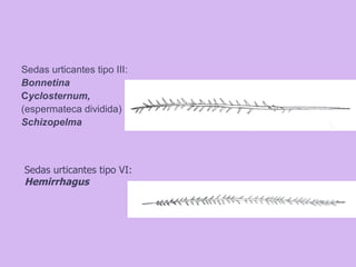 Taxonomia De Las Tarantulas Pwp