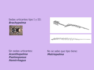 Taxonomia De Las Tarantulas Pwp