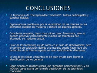 Taxonomia De Las Tarantulas Pwp