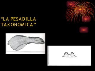 Taxonomia De Las Tarantulas Pwp