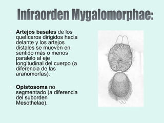 Taxonomia De Las Tarantulas Pwp