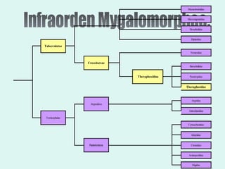 Taxonomia De Las Tarantulas Pwp