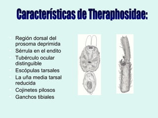 Taxonomia De Las Tarantulas Pwp