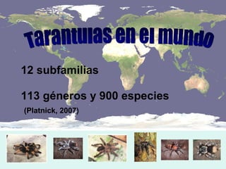 Taxonomia De Las Tarantulas Pwp