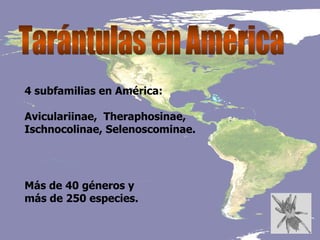 Taxonomia De Las Tarantulas Pwp