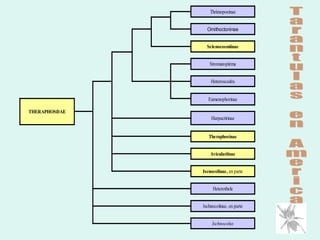 Taxonomia De Las Tarantulas Pwp