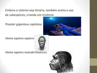 Embora o sistema seja binário, também aceita o uso
de subespécies, criando um trinômio
Pisaster giganteus capitatus
Homo sapiens sapiens
Homo sapiens neanderthalensis
 