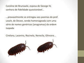 Caroline de Brunswiki, esposa de George IV,
senhora de fidelidade questionável...
...provavelmente se entregou aos poemas do prof.
Leach, de Devon, sendo homenageada com uma
série de nomes genéricos (anagramas) da ordem
Isopoda
Cirolana, Laconira, Rocinela, Nerocila, Olincera...
 