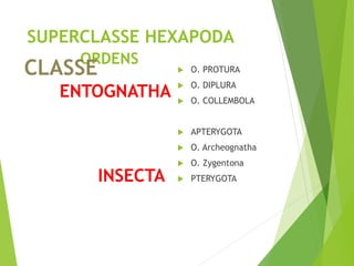 Filoo Insect Taxonomia filo arthropoda, classe insecta | PDF