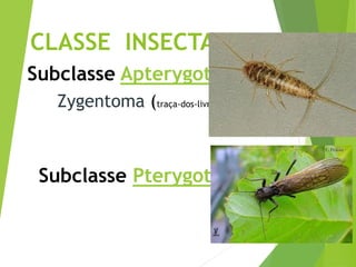 Filoo Insect Taxonomia filo arthropoda, classe insecta | PDF