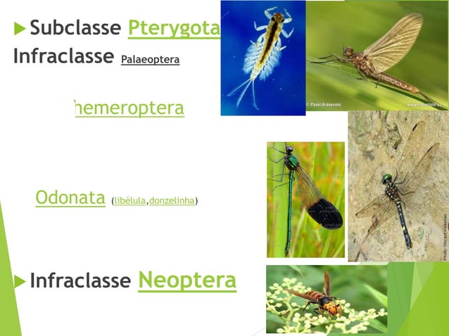 Filoo Insect Taxonomia filo arthropoda, classe insecta | PPT