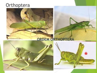 Filoo Insect Taxonomia filo arthropoda, classe insecta | PDF