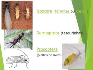 Filoo Insect Taxonomia filo arthropoda, classe insecta | PDF