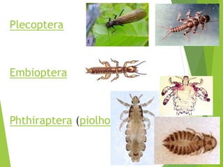 Filoo Insect Taxonomia filo arthropoda, classe insecta | PDF