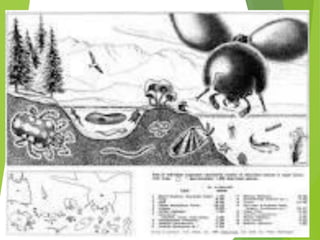 Filoo Insect Taxonomia filo arthropoda, classe insecta | PDF