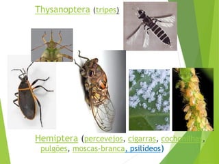 Filoo Insect Taxonomia filo arthropoda, classe insecta | PDF
