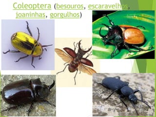 Filoo Insect Taxonomia filo arthropoda, classe insecta | PDF