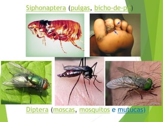 Filoo Insect Taxonomia filo arthropoda, classe insecta | PDF