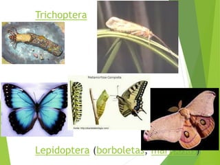 Filoo Insect Taxonomia filo arthropoda, classe insecta | PDF