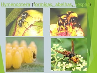 Filoo Insect Taxonomia filo arthropoda, classe insecta | PDF