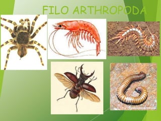 Filoo Insect Taxonomia filo arthropoda, classe insecta | PDF