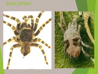 Filoo Insect Taxonomia filo arthropoda, classe insecta | PDF