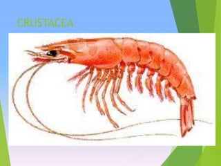Filoo Insect Taxonomia filo arthropoda, classe insecta | PDF