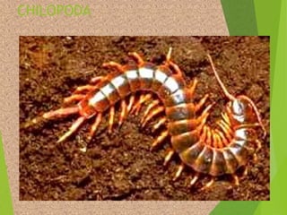 Taxonomia filo arthropoda, classe insecta | PPT