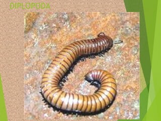 Filoo Insect Taxonomia filo arthropoda, classe insecta | PDF
