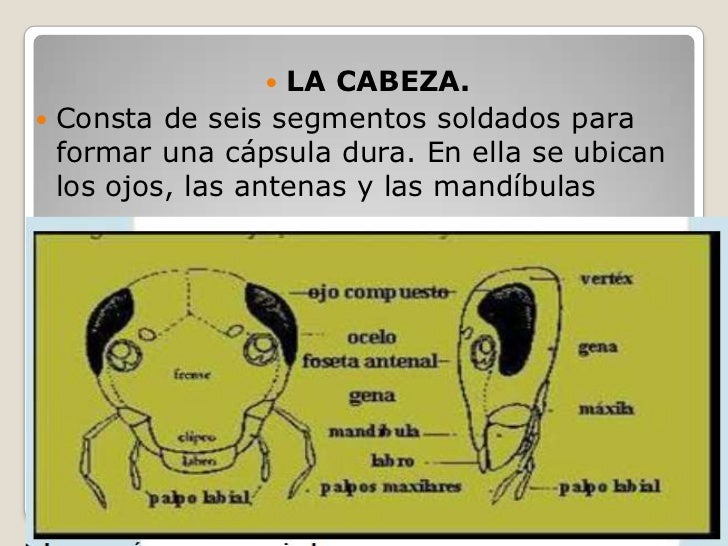 Taxonomia De Los Insectos