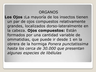 ORGANOS
Los Ojos :La mayoría de los insectos tienen
 un par de ojos compuestos relativamente
 grandes, localizados dorso-lateralmente en
 la cabeza. Ojos compuestos: Están
 formados por una cantidad variable de
 ommatidias, que puede ir desde 1 en la
 obrera de la hormiga Ponera punctatissima
 hasta los cerca de 30.000 que presentan
 algunas especies de libélulas
 