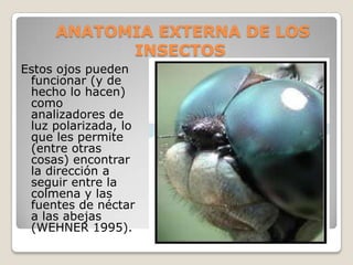 ANATOMIA EXTERNA DE LOS
           INSECTOS
Estos ojos pueden
 funcionar (y de
 hecho lo hacen)
 como
 analizadores de
 luz polarizada, lo
 que les permite
 (entre otras
 cosas) encontrar
 la dirección a
 seguir entre la
 colmena y las
 fuentes de néctar
 a las abejas
 (WEHNER 1995).
 