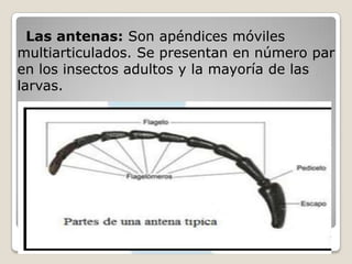 Las antenas: Son apéndices móviles
multiarticulados. Se presentan en número par
en los insectos adultos y la mayoría de las
larvas.
 