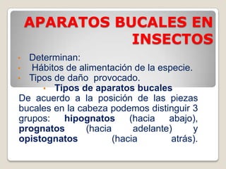 APARATOS BUCALES EN
               INSECTOS
• Determinan:
•  Hábitos de alimentación de la especie.
• Tipos de daño provocado.
     • Tipos de aparatos bucales
De acuerdo a la posición de las piezas
bucales en la cabeza podemos distinguir 3
grupos:   hipognatos       (hacia   abajo),
prognatos       (hacia      adelante)     y
opistognatos           (hacia        atrás).
 