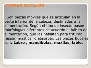 PIEZAS BUCALES

 Son piezas móviles que se articulan en la
parte inferior de la cabeza, destinadas a la
alimentación. Según el tipo de insecto posee
morfologías diferentes de acuerdo al hábito de
alimentación, que las habilitan para triturar,
raspar, masticar o absorber. Las piezas bucales
son: Labro , mandíbulas, maxilas, labio.
 