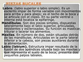 PIEZAS BUCALES
 Labro. (labio superior o labio simple). Es un
  esclerito impar de forma variable con movimientos
  para arriba y para abajo; es el techo de la boca y
  se articula con el clípeo. En su parte ventral o
  interna está localiza la epifaringe.
Mandíbulas. Son dos piezas simples, dispuestas
  lateralmente bajo el labio superior, articuladas,
  resistentes y esclerosadas. Su función es masticar,
  triturar o lacerar los alimentos.
Maxilas. En número de dos, están situadas detrás
  de las mandíbulas. Articuladas en la parte lateral
  inferior a la cabeza, son piezas auxiliares durante
  la alimentación.
Labio (labium). Estructura impar resultado de la
  fusión de dos apéndices situada bajo las maxilas y
  que representa el suelo de la boca; presenta dos
  pequeños palpos labiales.
 
