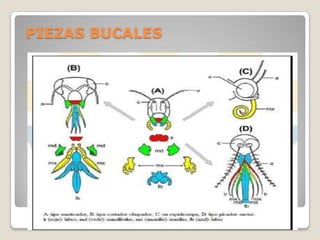 PIEZAS BUCALES
 