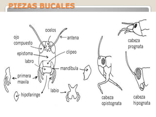 PIEZAS BUCALES
 