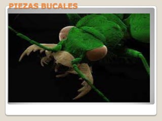 PIEZAS BUCALES
 