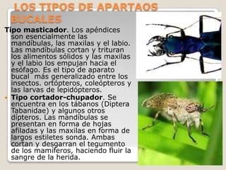 LOS TIPOS DE APARTAOS
 BUCALES
Tipo masticador. Los apéndices
  son esencialmente las
  mandíbulas, las maxilas y el labio.
  Las mandíbulas cortan y trituran
  los alimentos sólidos y las maxilas
  y el labio los empujan hacia el
  esófago. Es el tipo de aparato
  bucal más generalizado entre los
  insectos. ortópteros, coleópteros y
  las larvas de lepidópteros.
 Tipo cortador-chupador. Se
  encuentra en los tábanos (Diptera
  Tabanidae) y algunos otros
  dípteros. Las mandíbulas se
  presentan en forma de hojas
  afiladas y las maxilas en forma de
  largos estiletes sonda. Ambas
  cortan y desgarran el tegumento
  de los mamíferos, haciendo fluir la
  sangre de la herida.
 