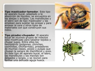    Tipo masticador-lamedor. Este tipo
    de aparato bucal, adaptado a la
    absorción de líquidos, se encuentra en
    las abejas y avispas. Las mandíbulas y
    el labro son de tipo masticador y las
    emplean para sujetar las presas y para
    amasar la cera u otros tipos de
    materiales con que construyen sus
    nidos.

   Tipo picador-chupador. El aparato
    bucal de muchos grupos de insectos
    está modificado para taladrar tejidos y
    chupar jugos. Entre ellos los
    hemípteros (pulgones, chinches,
    cochinillas, chicharritas), predadores
    de muchas clases, piojos y pulgas que
    chupan la sangre de mamíferos y aves.
    En este tipo de aparato bucal, el labro,
    las mandíbulas y las maxilas son
    delgados y largos, y se reúnen para
    formar una delicada aguja hueca.
 