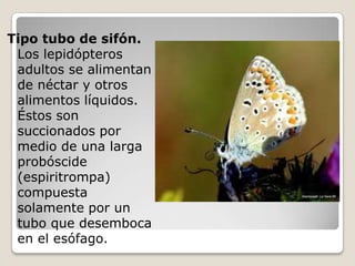 Tipo tubo de sifón.
 Los lepidópteros
 adultos se alimentan
 de néctar y otros
 alimentos líquidos.
 Éstos son
 succionados por
 medio de una larga
 probóscide
 (espiritrompa)
 compuesta
 solamente por un
 tubo que desemboca
 en el esófago.
 